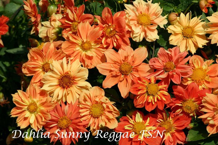 Dahlia variabilis Sunny Reggae IMG_0132 dG